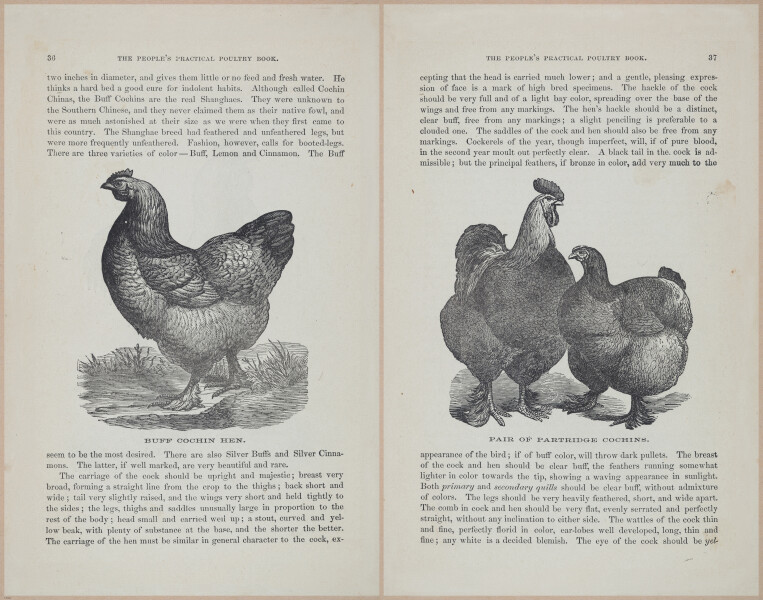 E400 - Practical Poultry Book - 1871 - 16713-16715