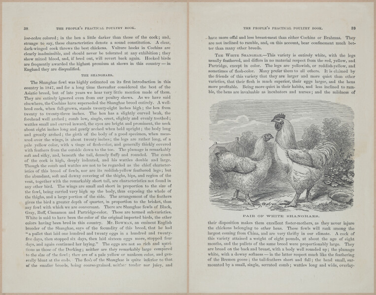 E400 - Practical Poultry Book - 1871 - 16716-16717