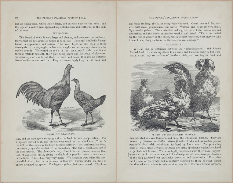 E400 - Practical Poultry Book - 1871 - 16718-16776