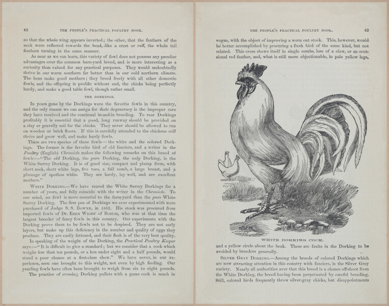 E400 - Practical Poultry Book - 1871 - 16777-16778