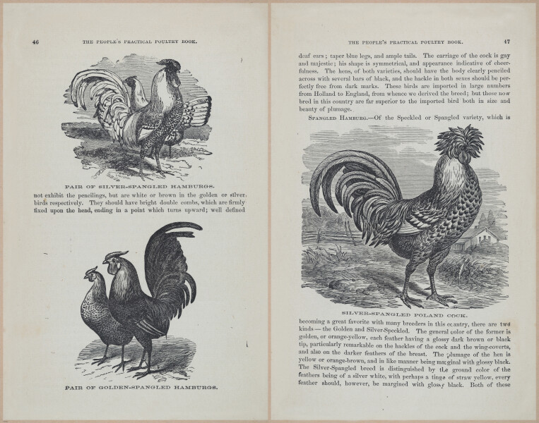 E400 - Practical Poultry Book - 1871 - 16781-16782
