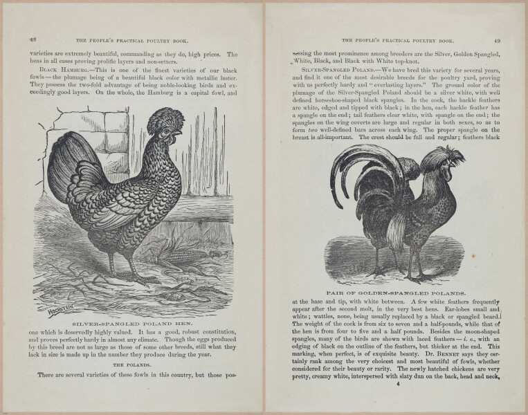 E400 - Practical Poultry Book - 1871 - 16783-16784