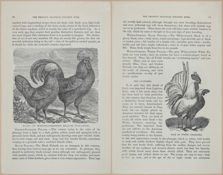 E400 - Practical Poultry Book - 1871 - 16785-16786
