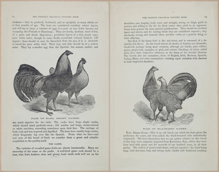 E400 - Practical Poultry Book - 1871 - 16787-17039