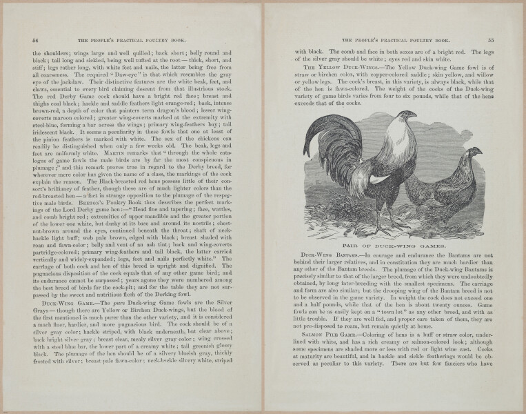 E400 - Practical Poultry Book - 1871 - 17040-17041