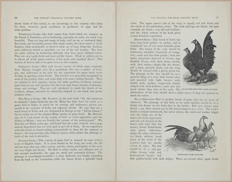 E400 - Practical Poultry Book - 1871 - 17042-17043