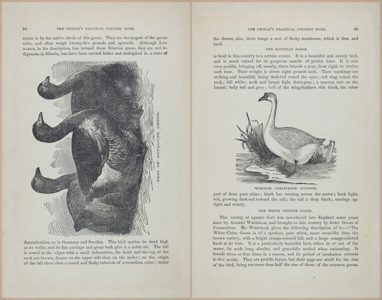 E400 - Practical Poultry Book - 1871 - 17080-17081