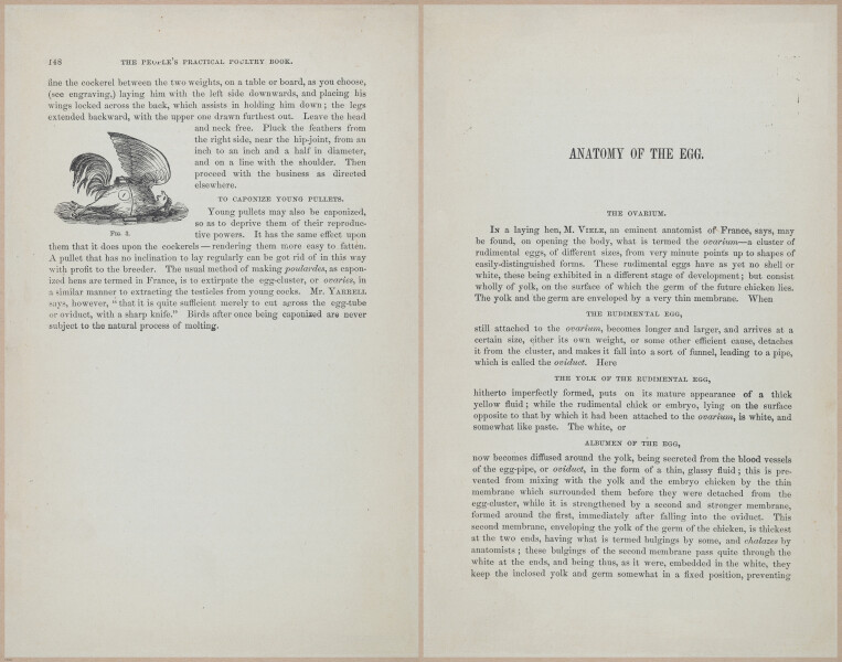 E400 - Practical Poultry Book - 1871 - 17134-17135
