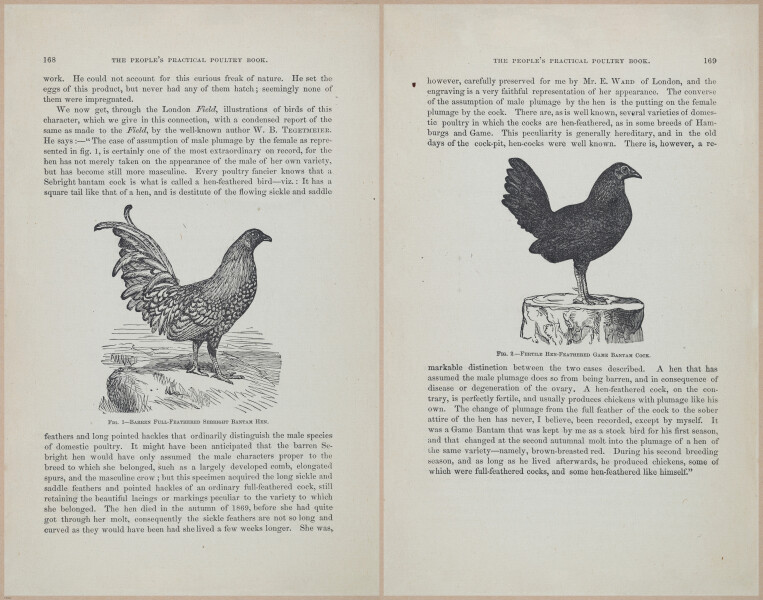 E400 - Practical Poultry Book - 1871 - 17154-17155