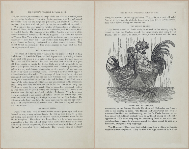 E400 - Practical Poultry Book - 1871 - 17046-17047