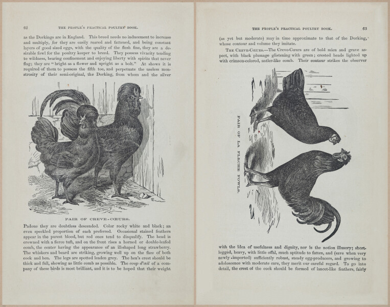 E400 - Practical Poultry Book - 1871 - 17048-17049