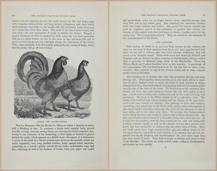E400 - Practical Poultry Book - 1871 - 17050-17051