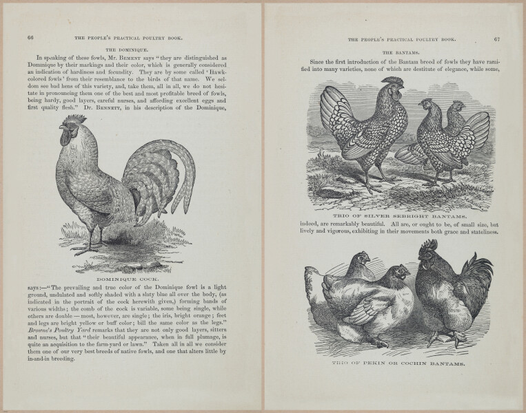 E400 - Practical Poultry Book - 1871 - 17052-17053