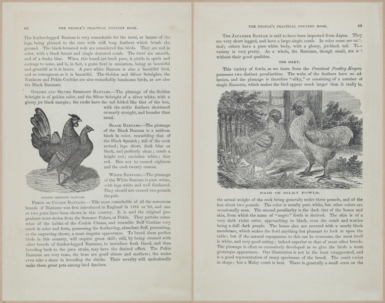 E400 - Practical Poultry Book - 1871 - 17054-17055
