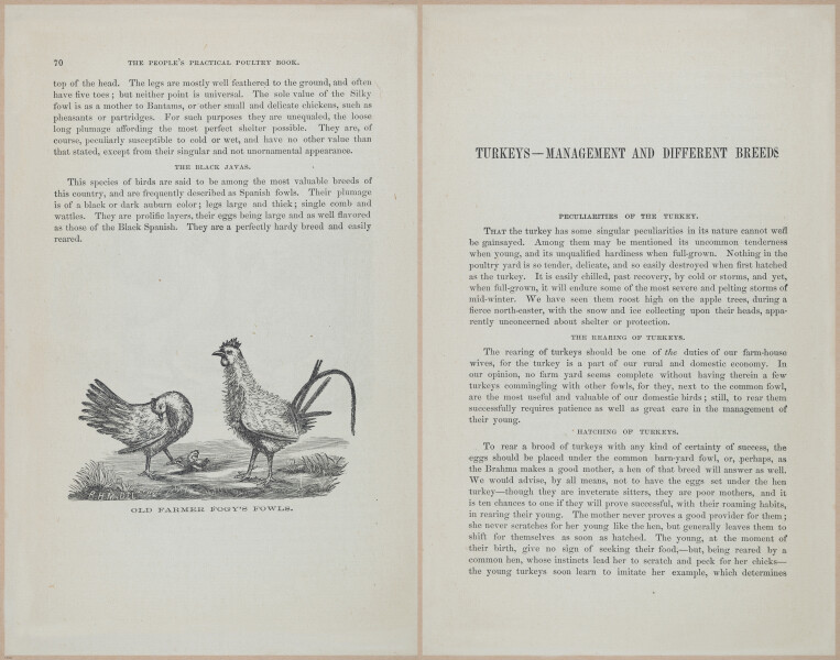 E400 - Practical Poultry Book - 1871 - 17056-17057