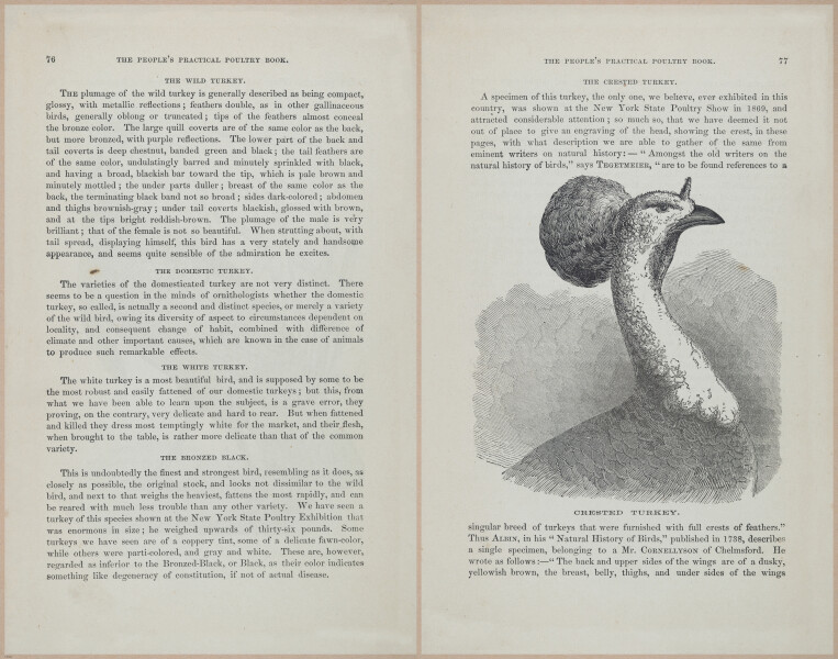 E400 - Practical Poultry Book - 1871 - 17062-17063