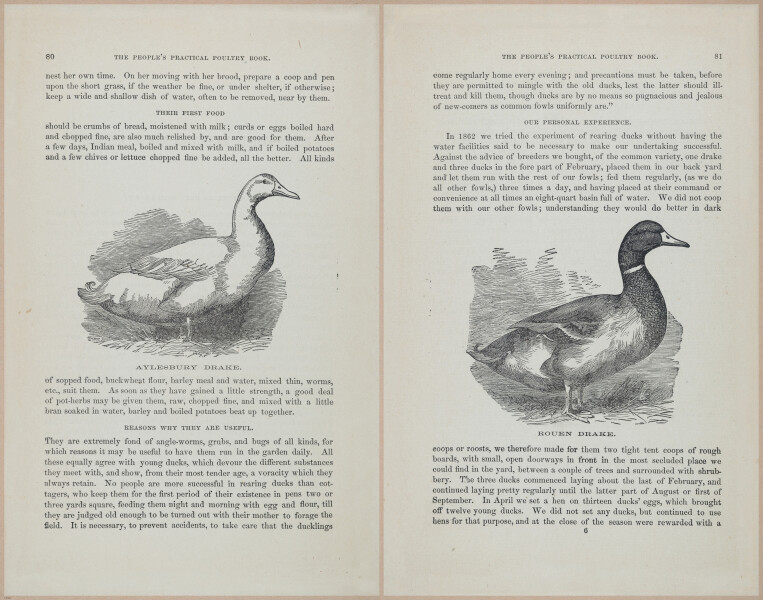 E400 - Practical Poultry Book - 1871 - 17066-17067