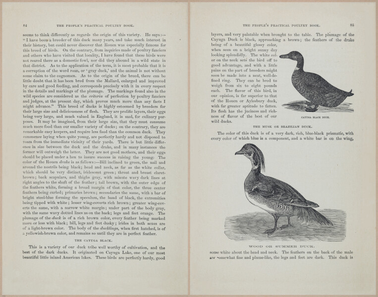 E400 - Practical Poultry Book - 1871 - 17070-17071