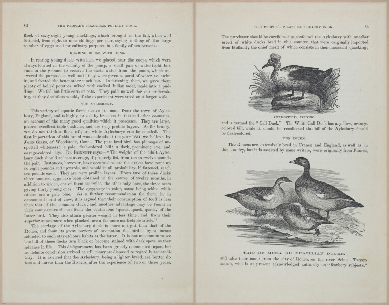 E400 - Practical Poultry Book - 1871 - 17068-17069