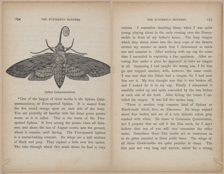 E402 - The Butterfly Hunters - i18905-18906