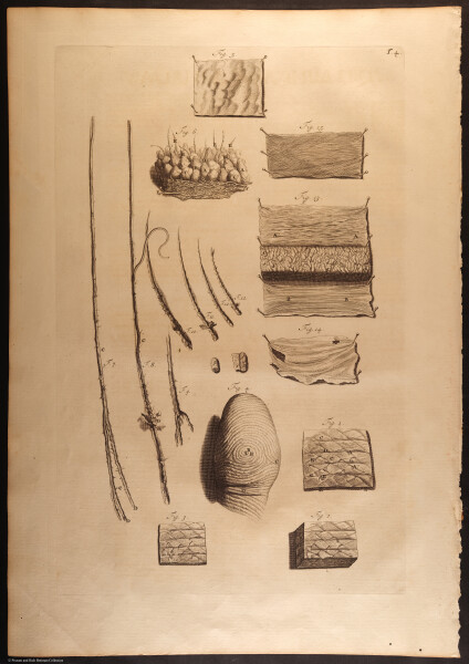 E466 - Anatomy Atlas - Cowper - i0528