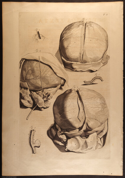 E466 - Anatomy Atlas - Cowper - i0529