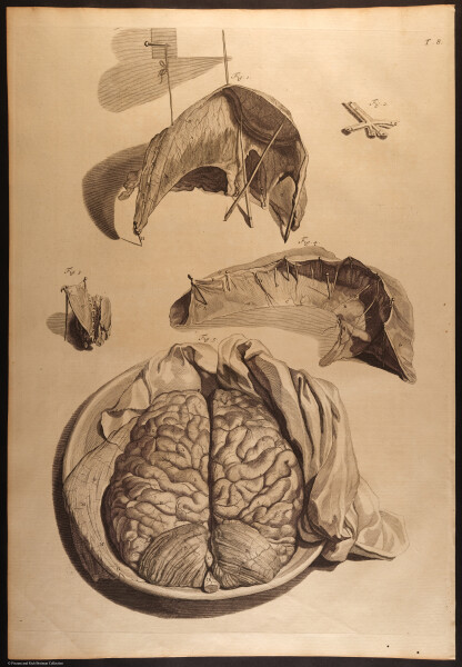 E466 - Anatomy Atlas - Cowper - i0530