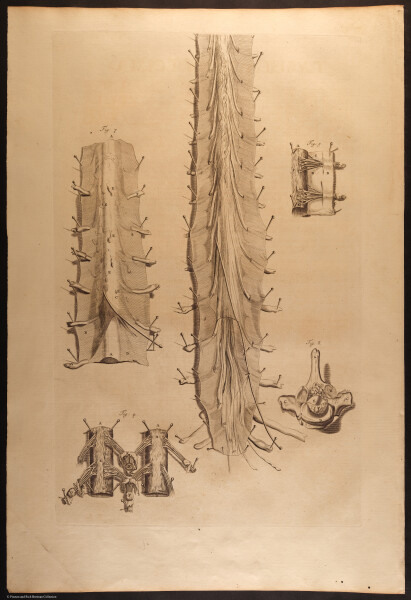 E466 - Anatomy Atlas - Cowper - i0532