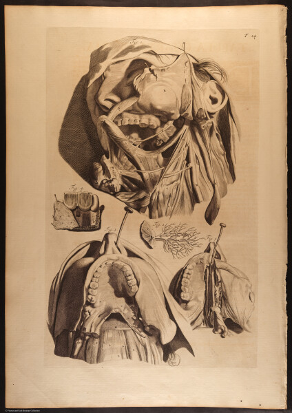 E466 - Anatomy Atlas - Cowper - i0533