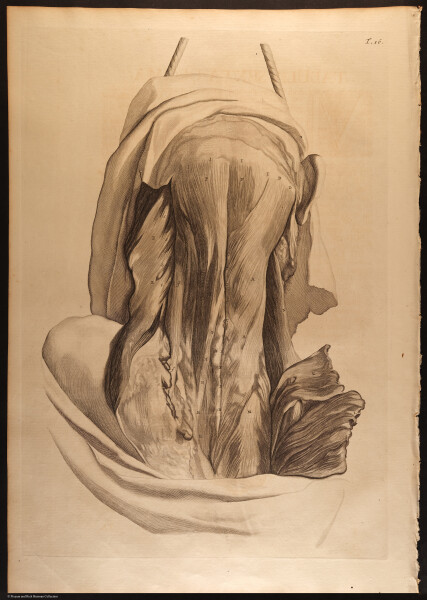 E466 - Anatomy Atlas - Cowper - i0534