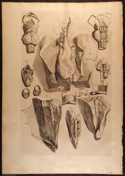 E466 - Anatomy Atlas - Cowper - i0537