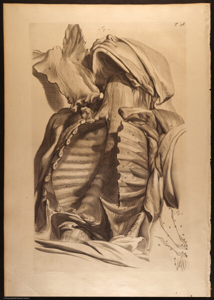 E466 - Anatomy Atlas - Cowper - i0538