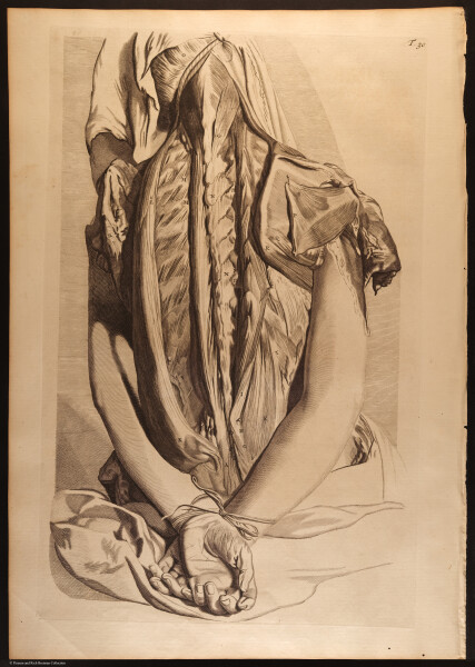 E466 - Anatomy Atlas - Cowper - i0540