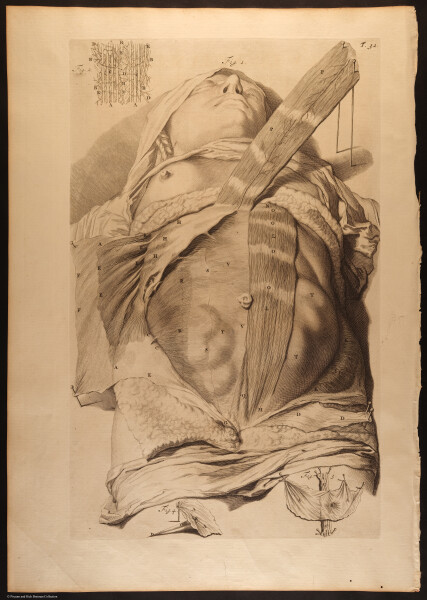 E466 - Anatomy Atlas - Cowper - i0541