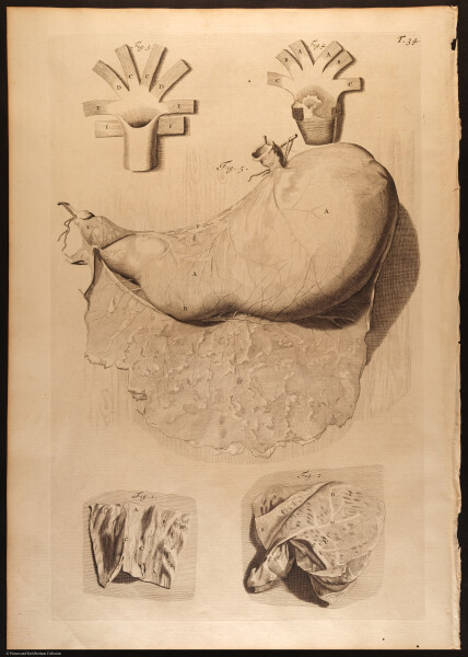 E466 - Anatomy Atlas - Cowper - i0542