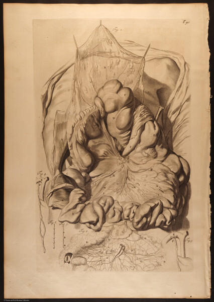 E466 - Anatomy Atlas - Cowper - i0545