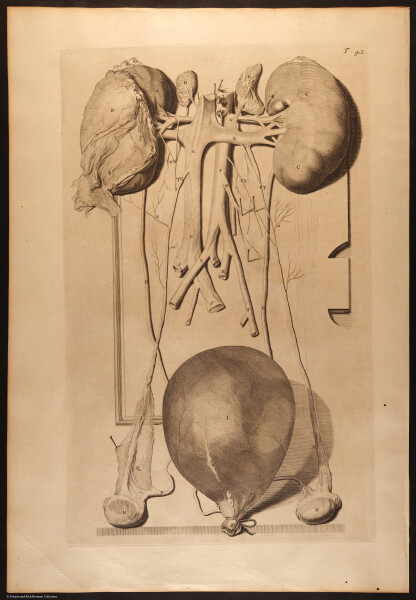 E466 - Anatomy Atlas - Cowper - i0546