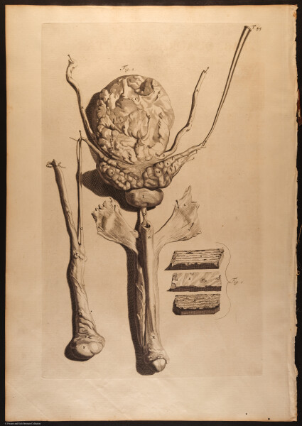 E466 - Anatomy Atlas - Cowper - i0547