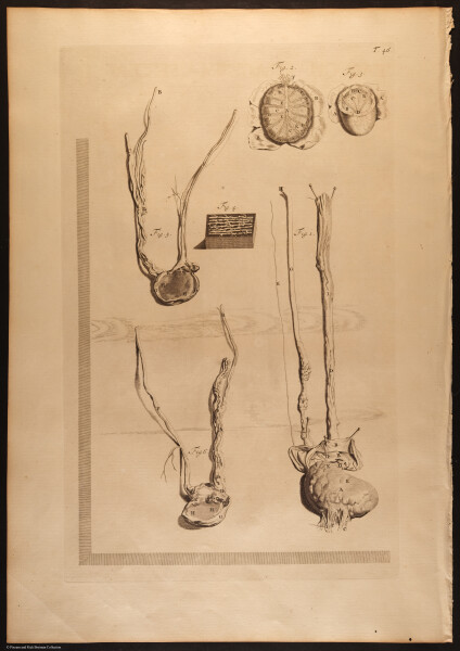 E466 - Anatomy Atlas - Cowper - i0548