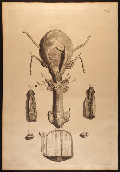 E466 - Anatomy Atlas - Cowper - i0549