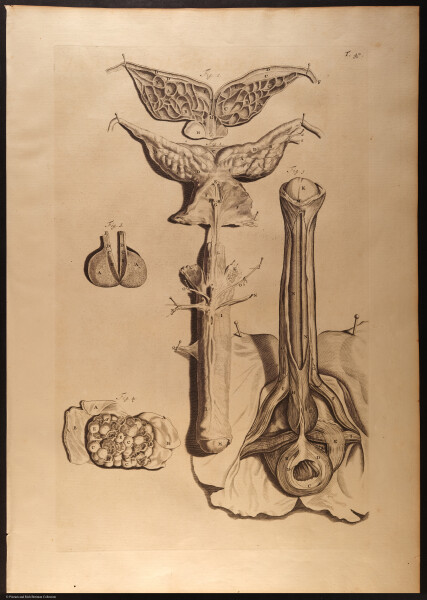 E466 - Anatomy Atlas - Cowper - i0550