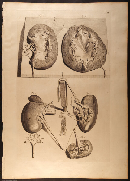 E466 - Anatomy Atlas - Cowper - i0552