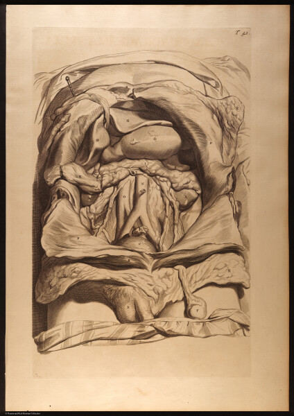 E466 - Anatomy Atlas - Cowper - i0553