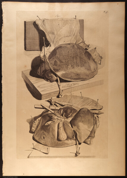 E466 - Anatomy Atlas - Cowper - i0555