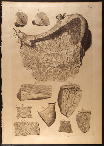 E466 - Anatomy Atlas - Cowper - i0556