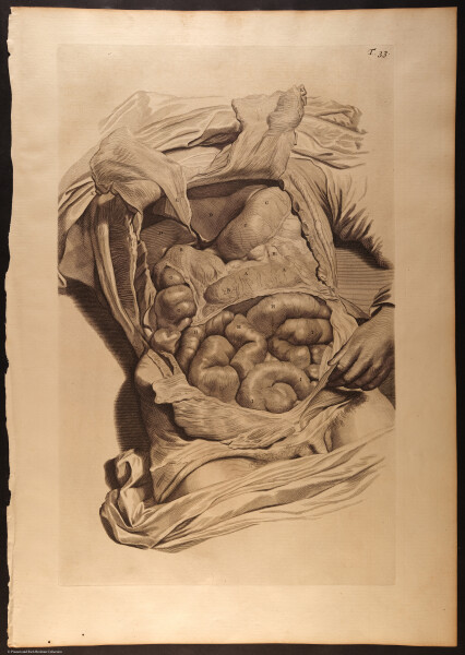 E466 - Anatomy Atlas - Cowper - i0557