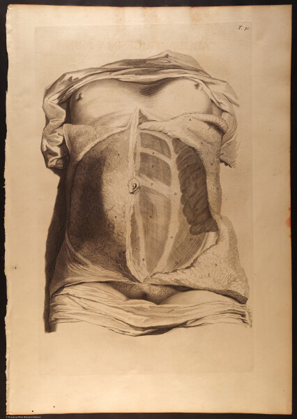 E466 - Anatomy Atlas - Cowper - i0558