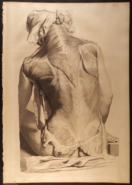 E466 - Anatomy Atlas - Cowper - i0560