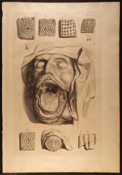 E466 - Anatomy Atlas - Cowper - i0567