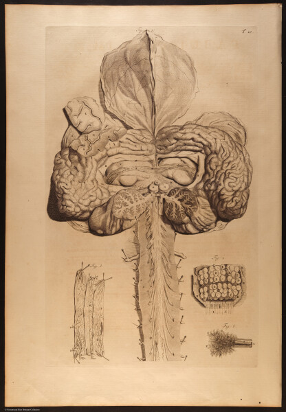 E466 - Anatomy Atlas - Cowper - i0568